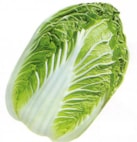 CHINESE CABBAGE KBZ EARLY 3905