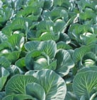 265 KARIN 